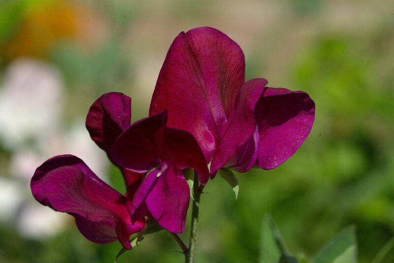 Превью изображения