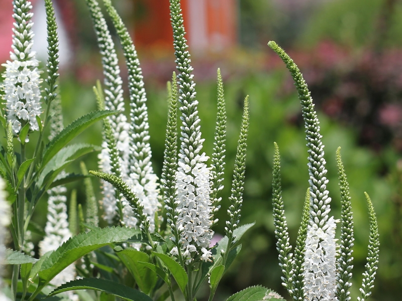 Превью изображения