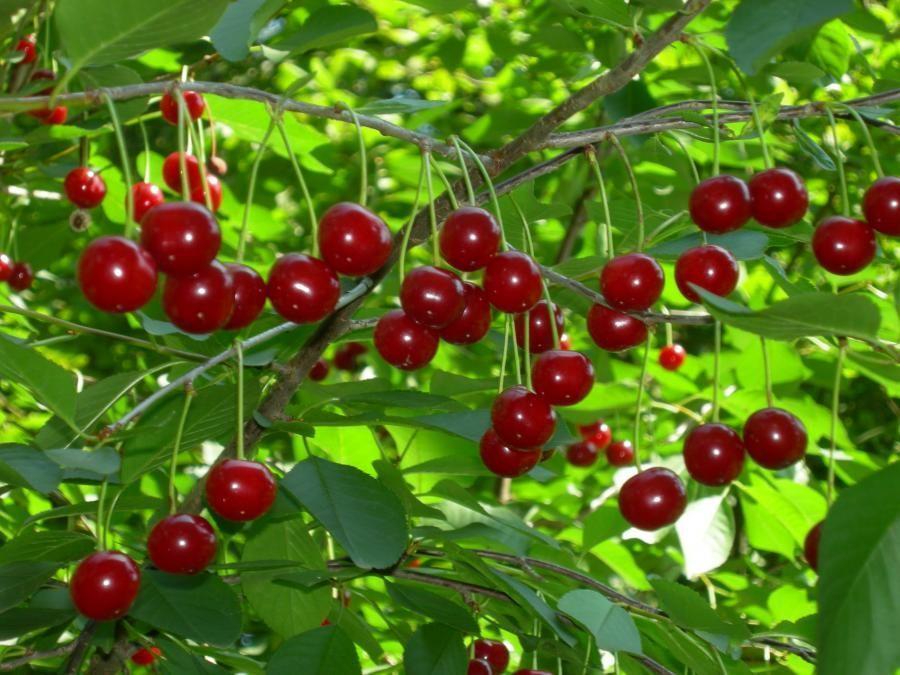 Превью изображения