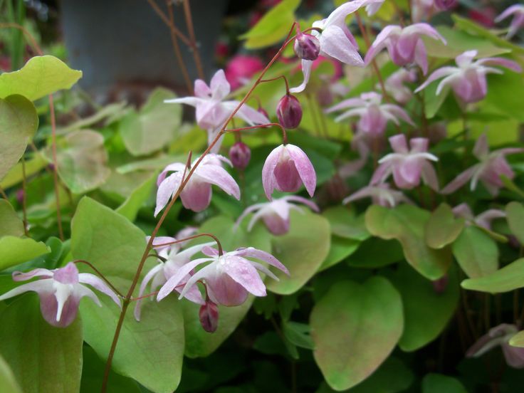 Превью изображения