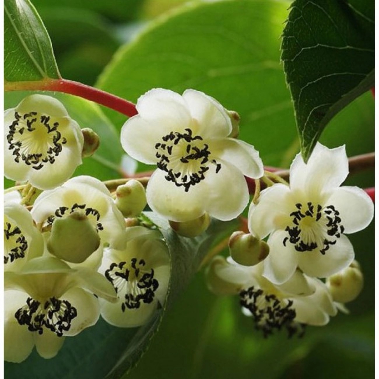 Превью изображения