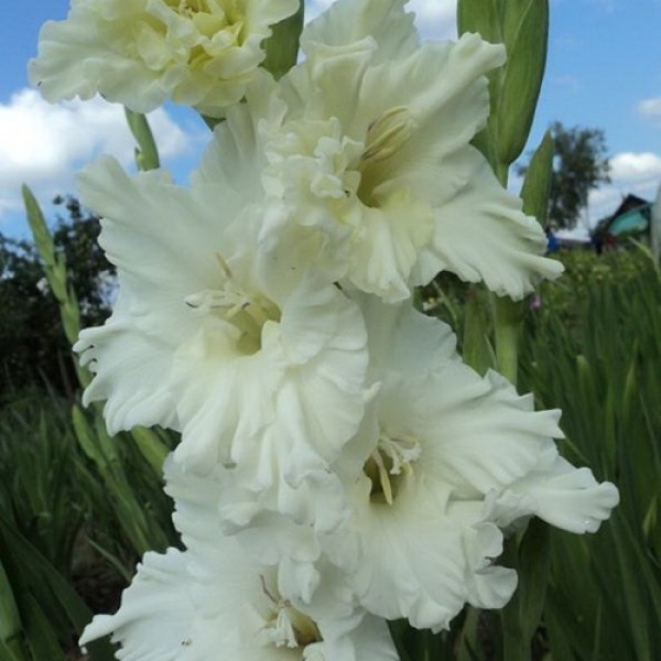 Превью изображения