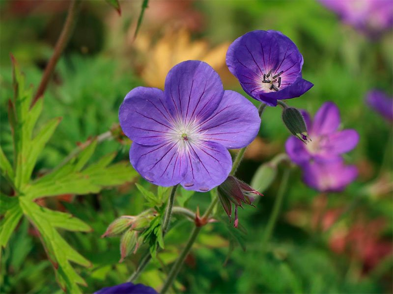 Превью изображения