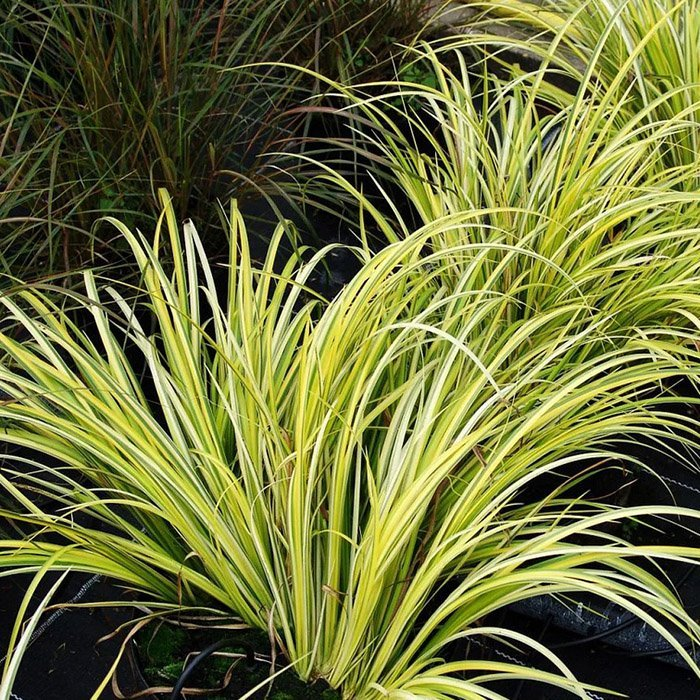 Превью изображения