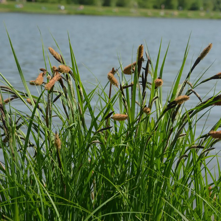 Превью изображения
