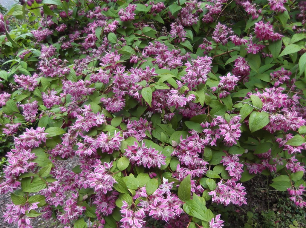 Превью изображения