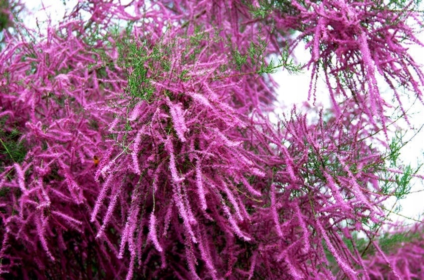 Превью изображения