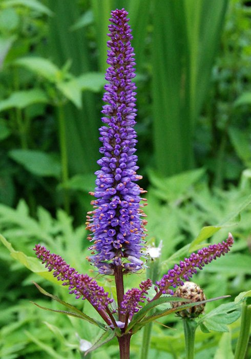 Превью изображения