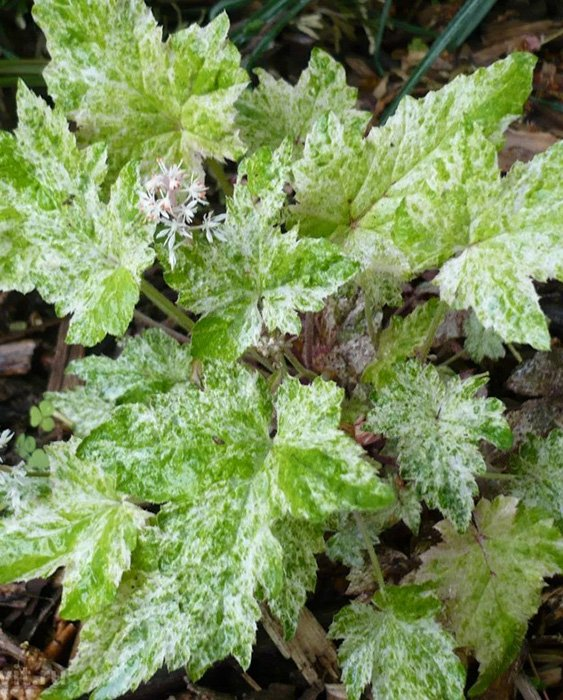 Превью изображения