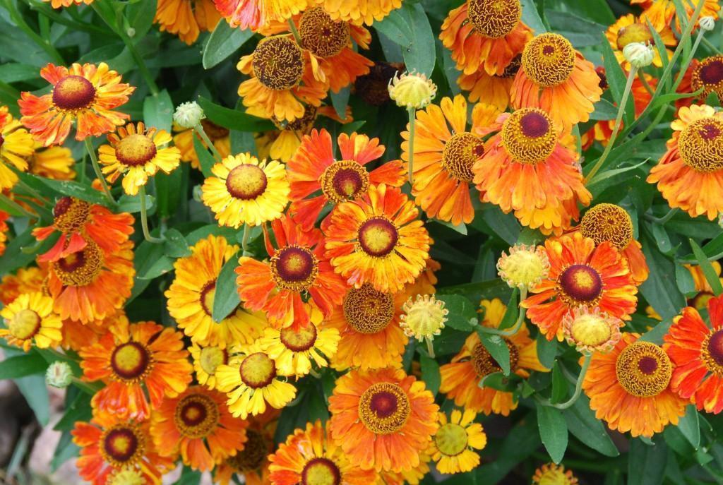 Превью изображения