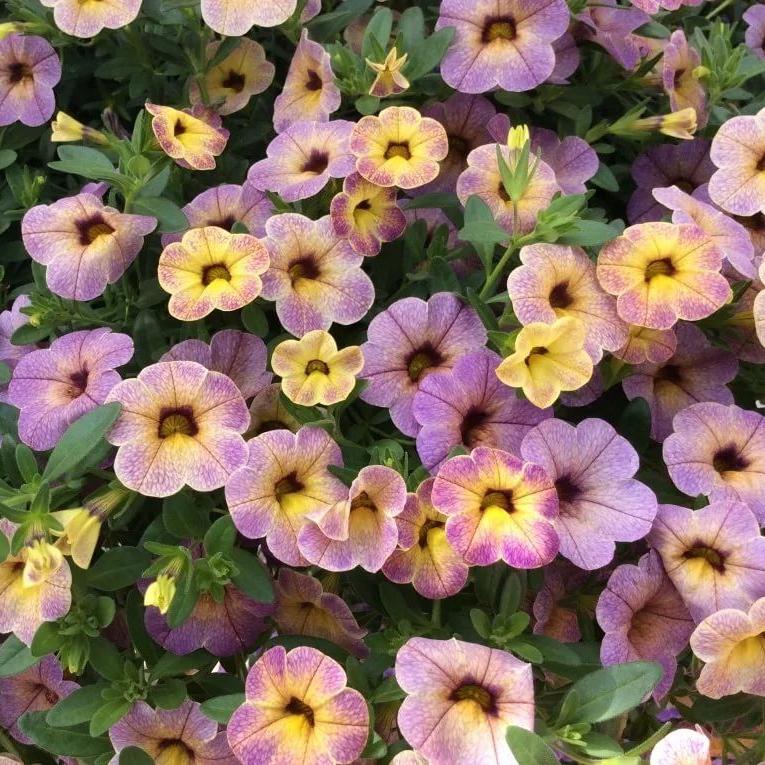 Превью изображения