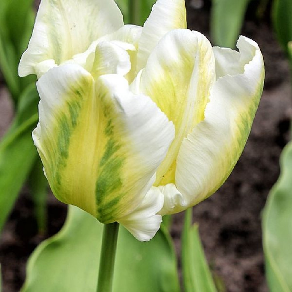 Превью изображения