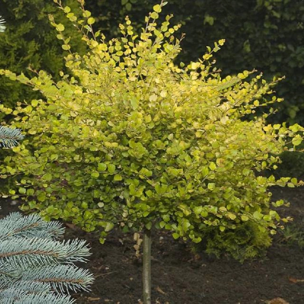 Превью изображения