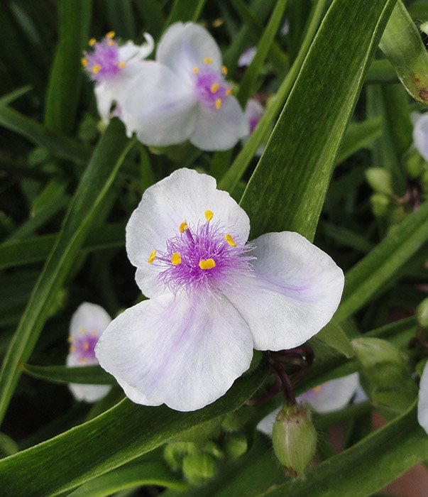 Превью изображения