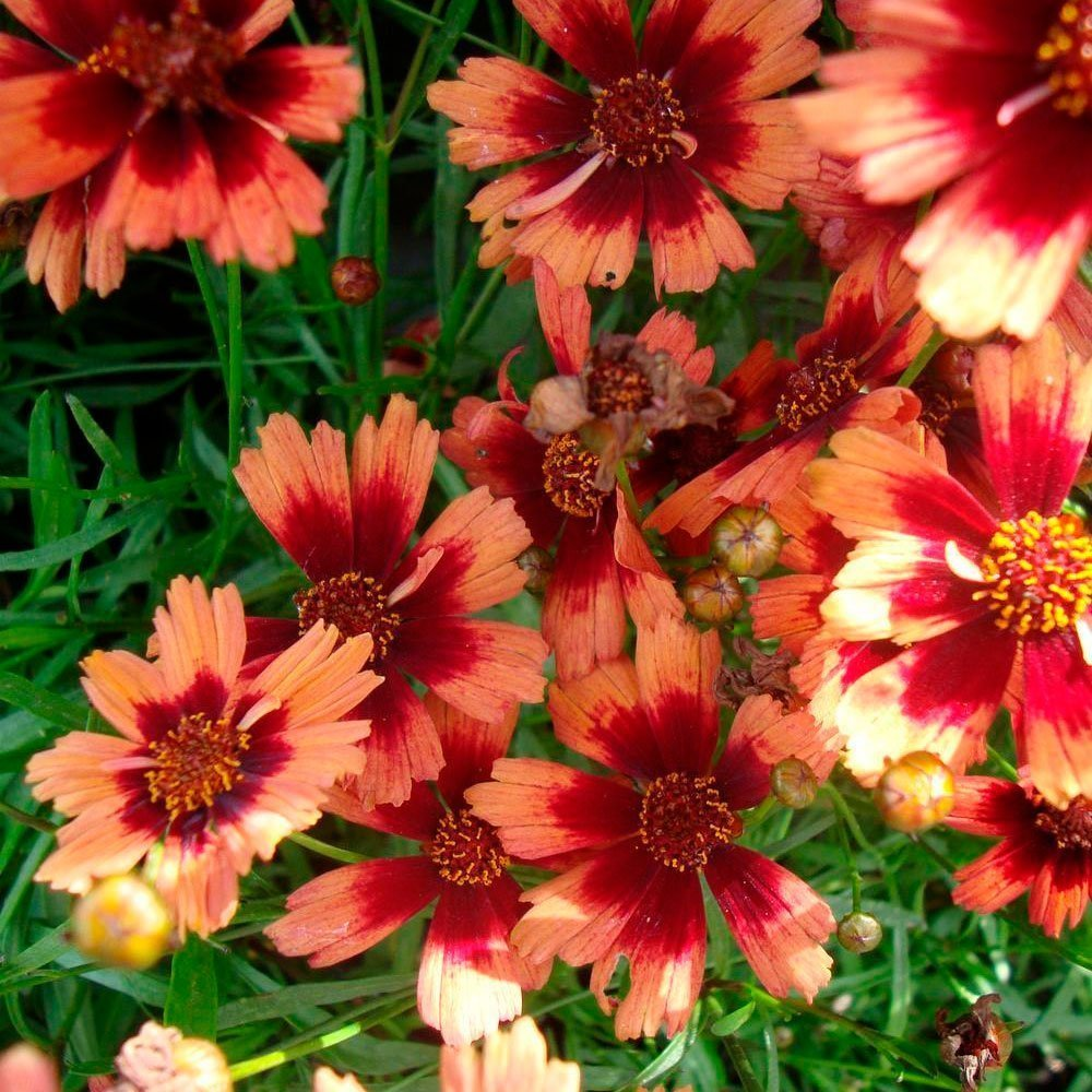 Превью изображения