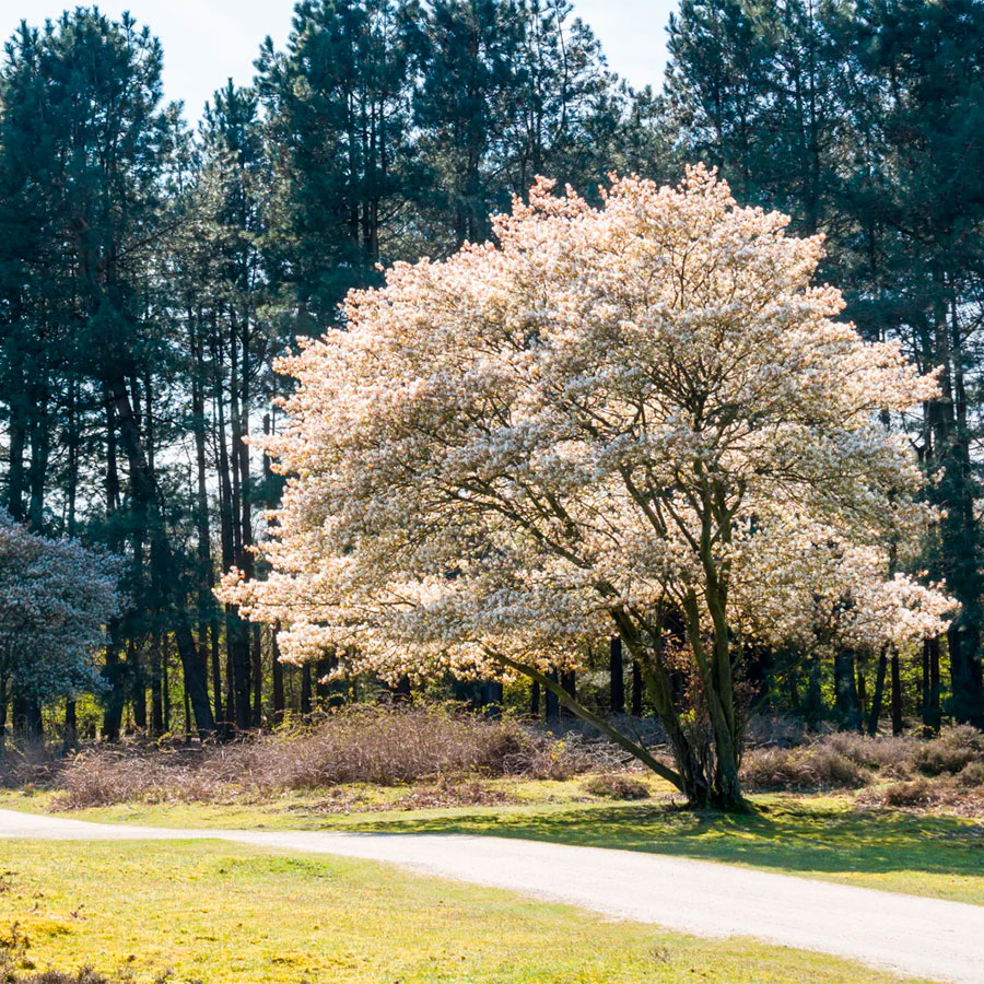 Превью изображения