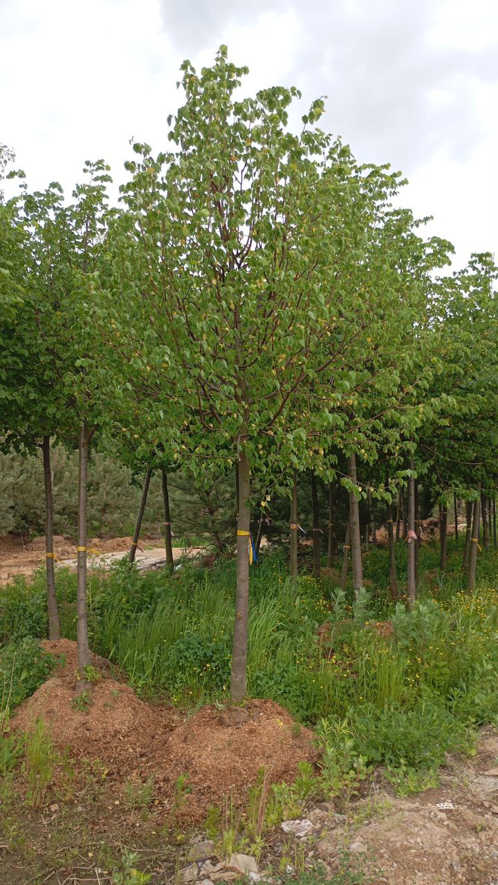 Превью изображения