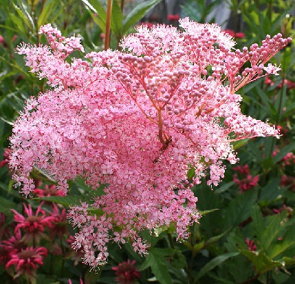 Превью изображения