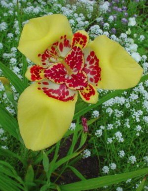 Превью изображения