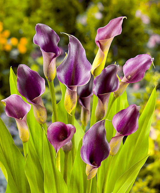 Превью изображения