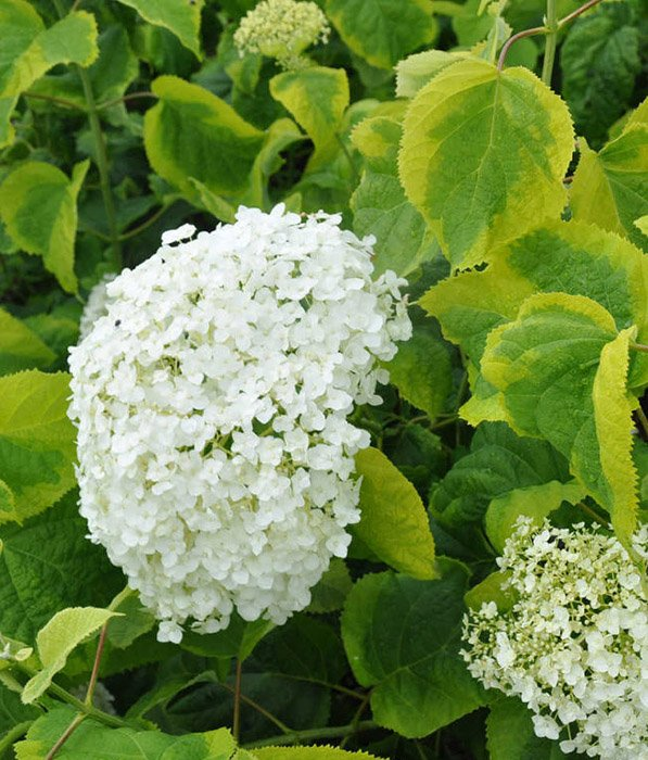 Превью изображения