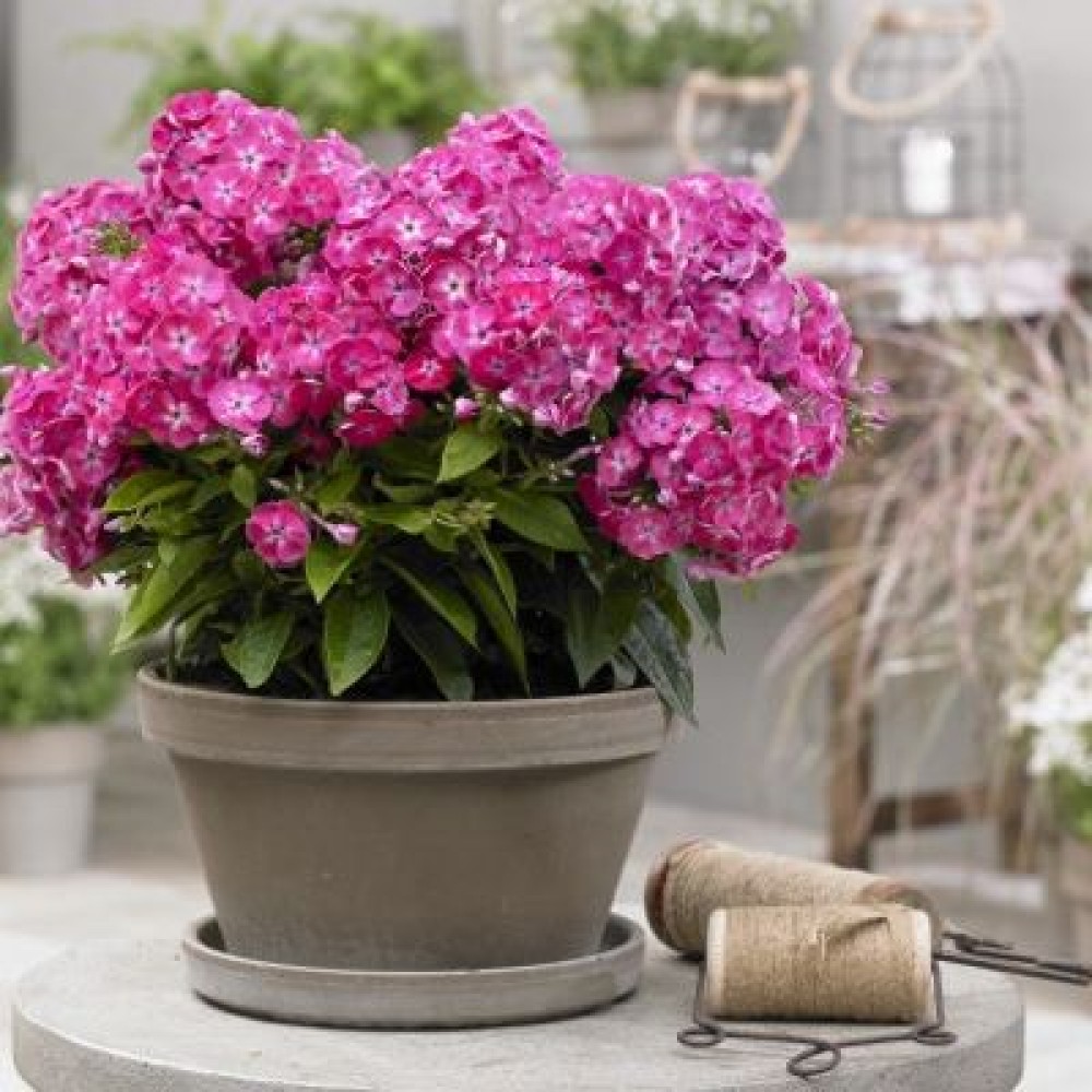 Превью изображения