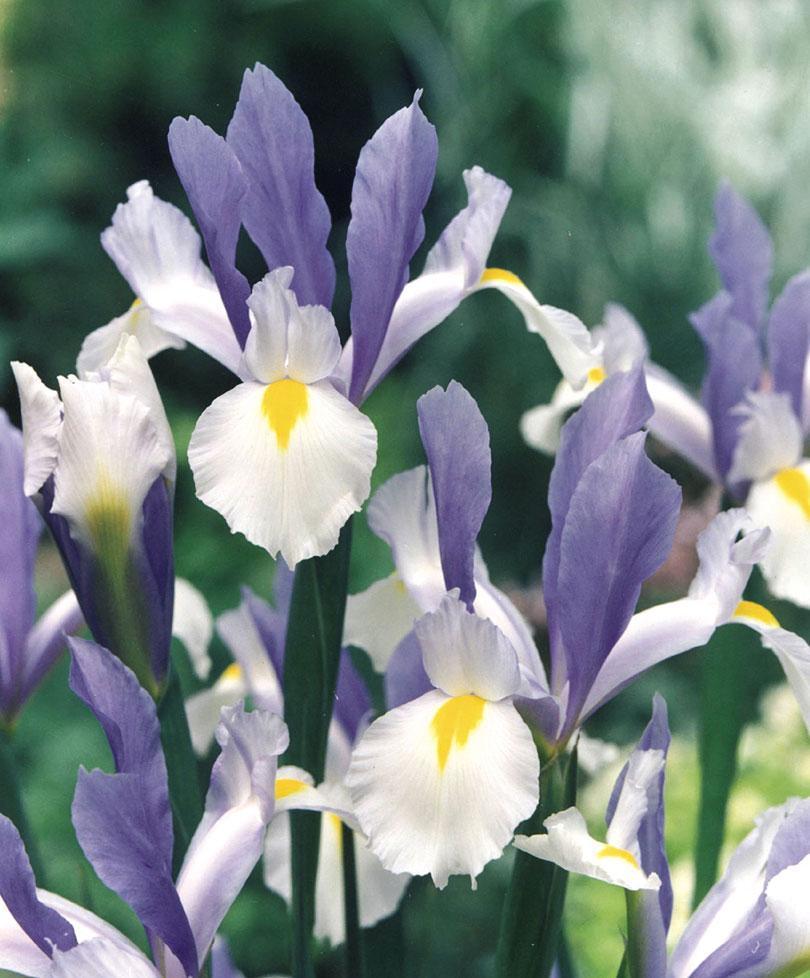 Превью изображения