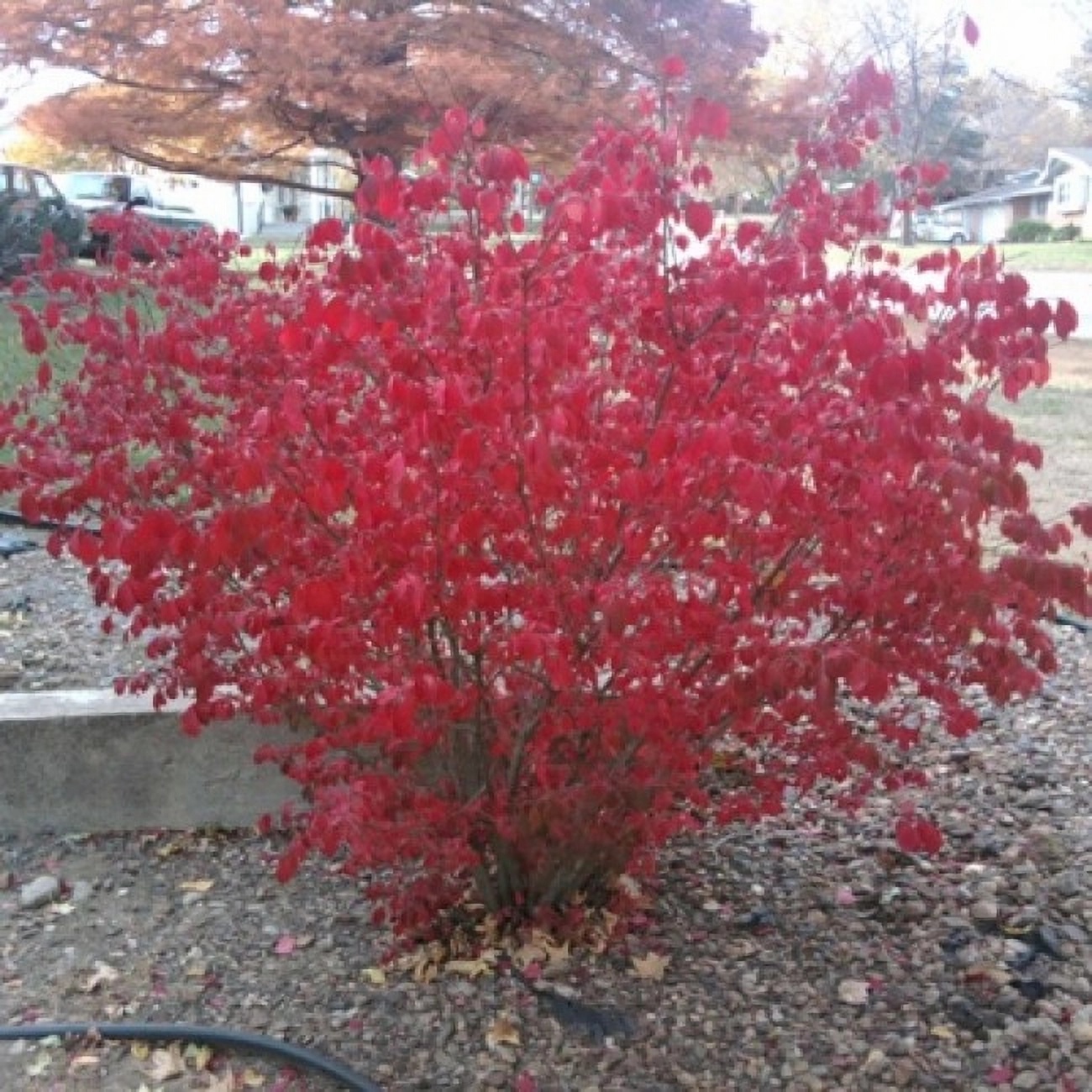 Превью изображения