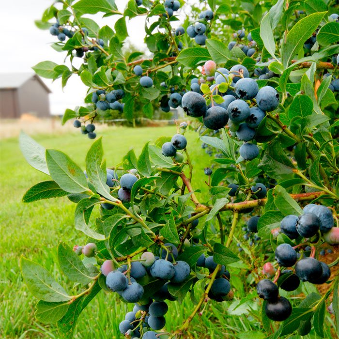 Превью изображения