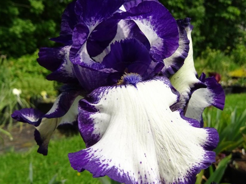 Превью изображения