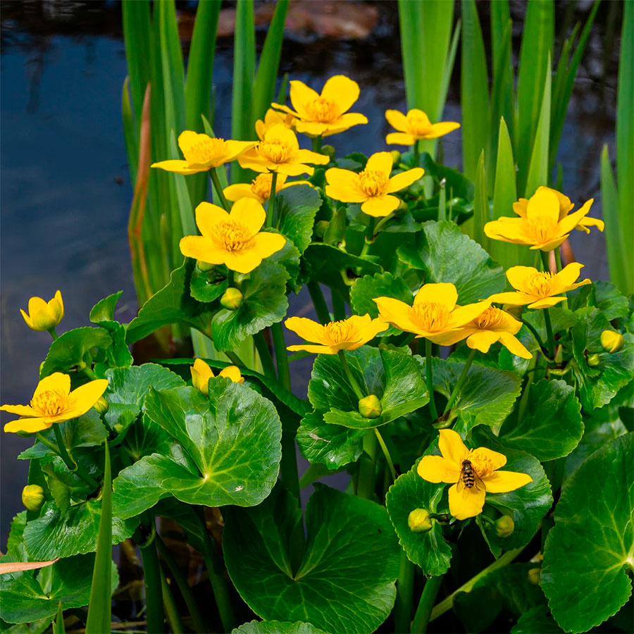 Превью изображения