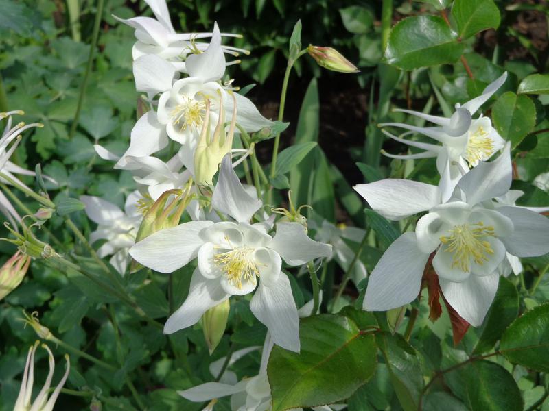 Превью изображения