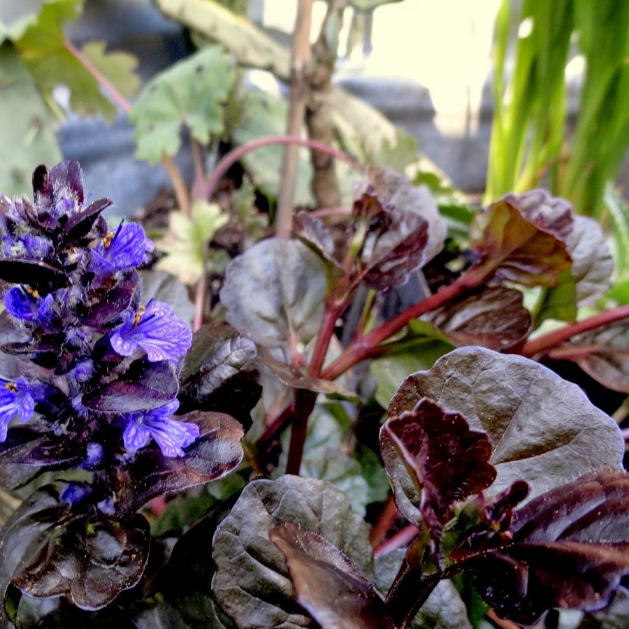 Превью изображения