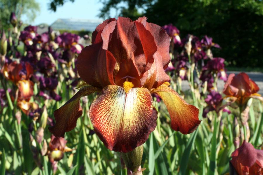 Превью изображения