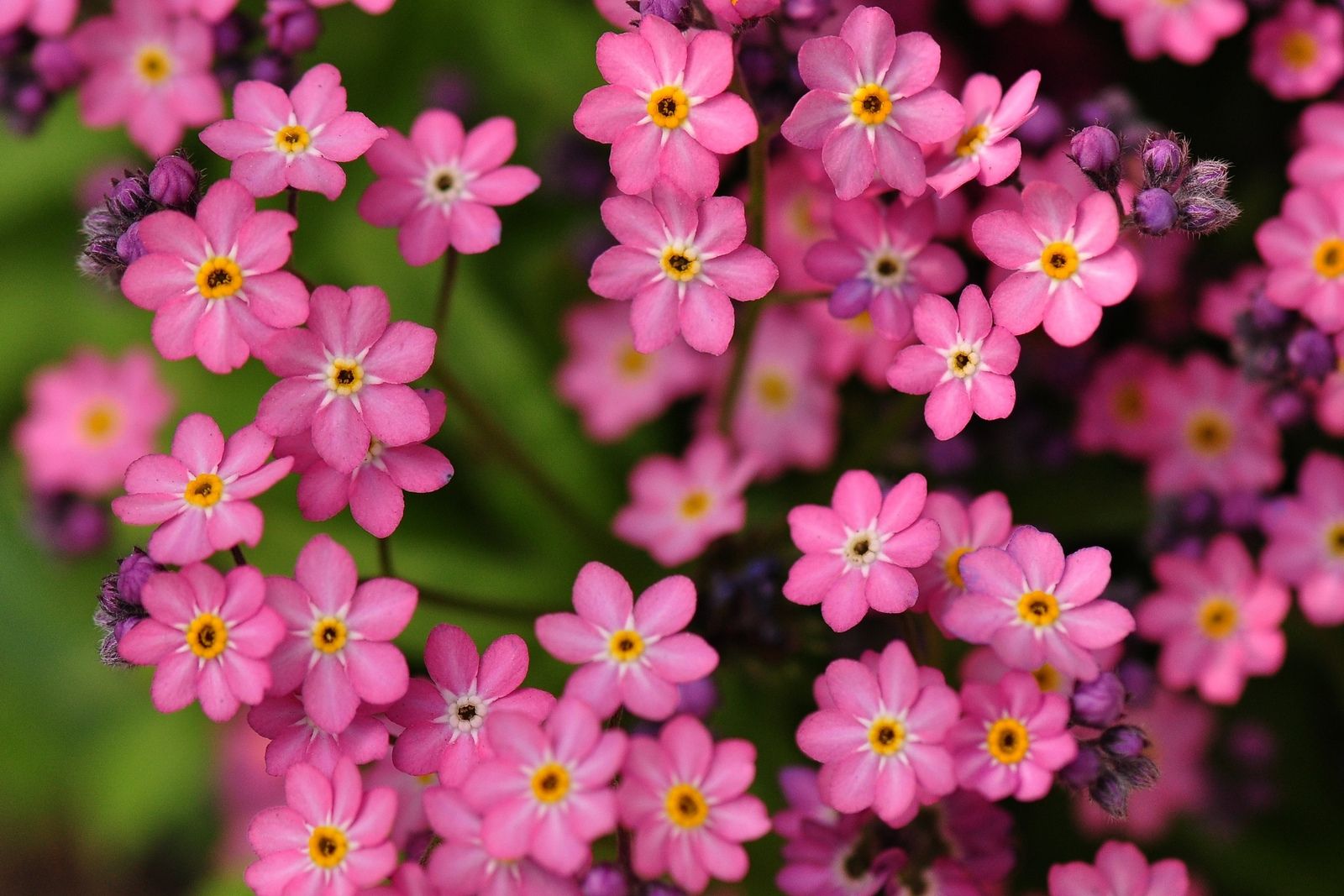 Превью изображения