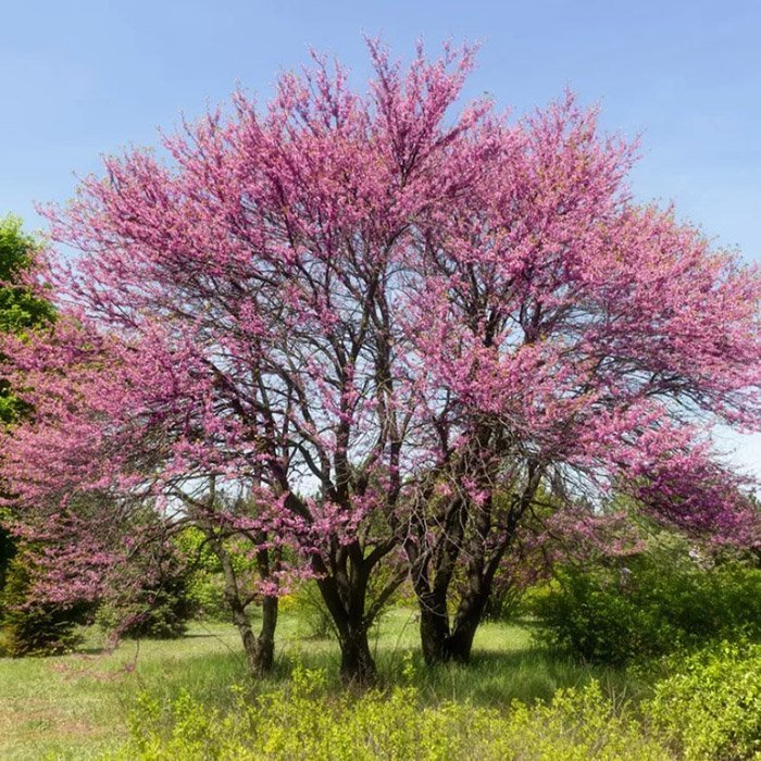 Превью изображения