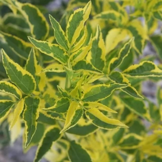 Превью изображения