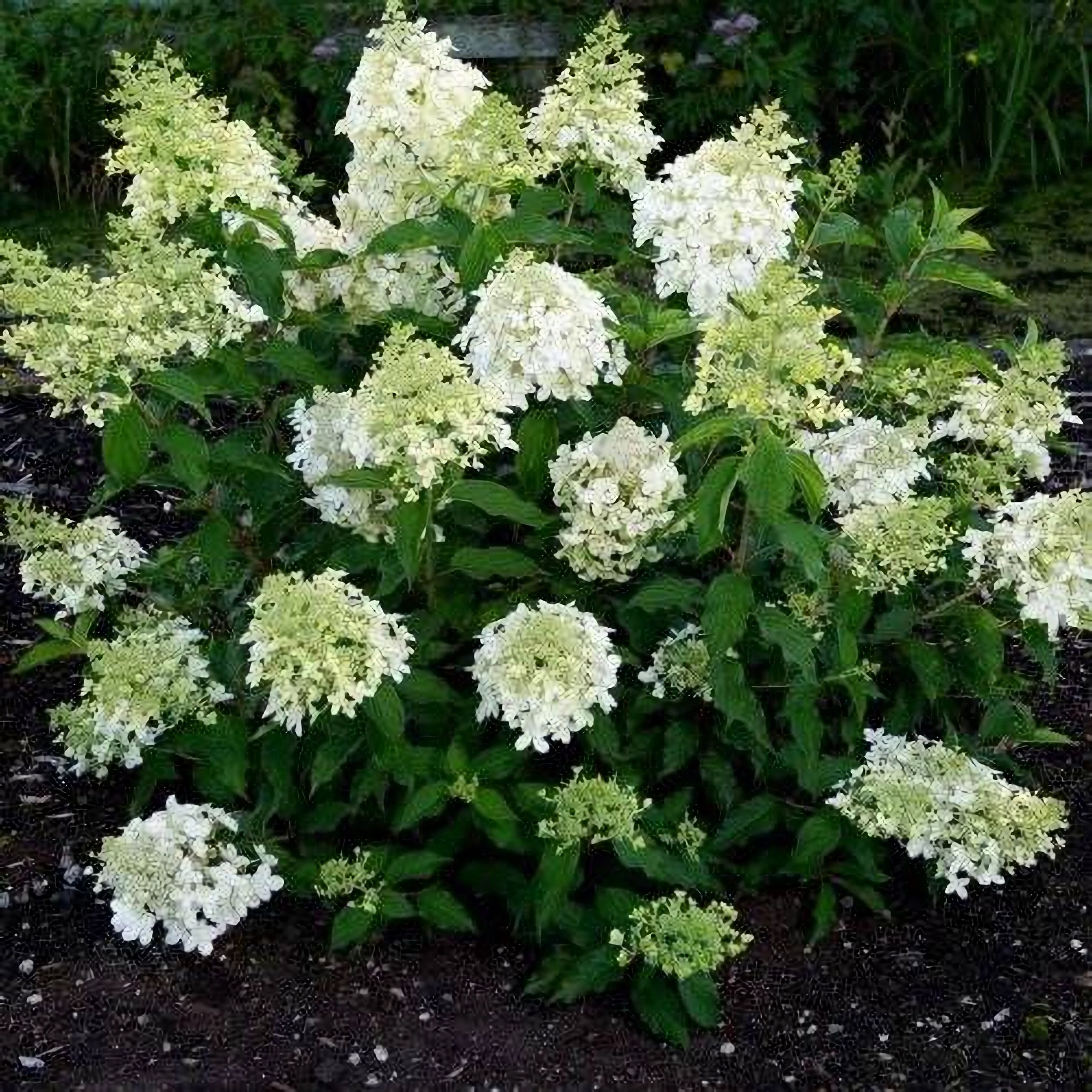 Превью изображения