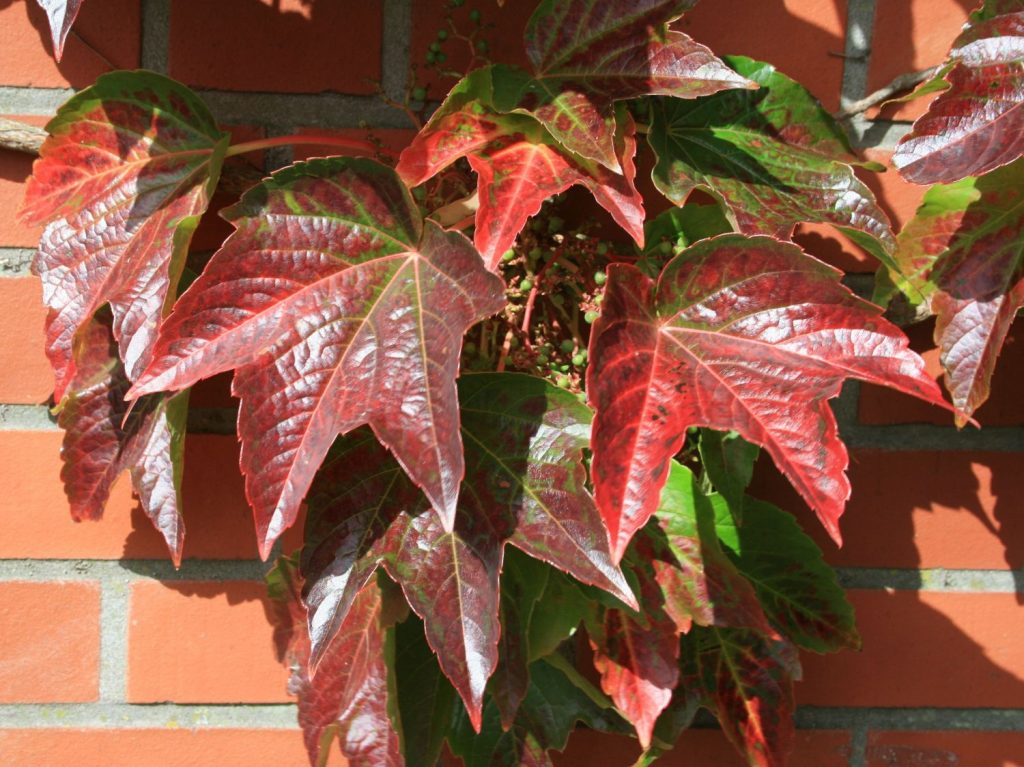 Превью изображения