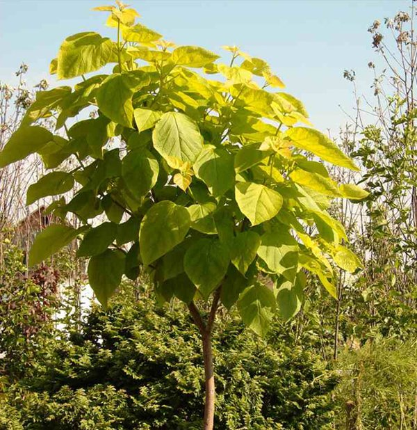 Превью изображения