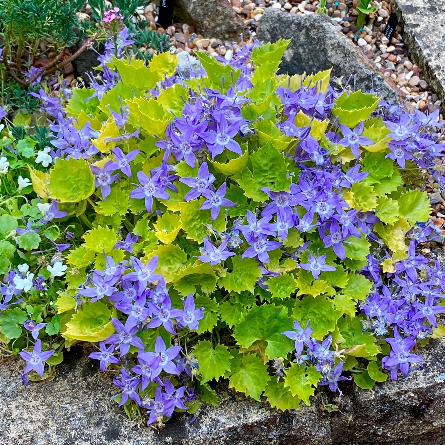 Превью изображения