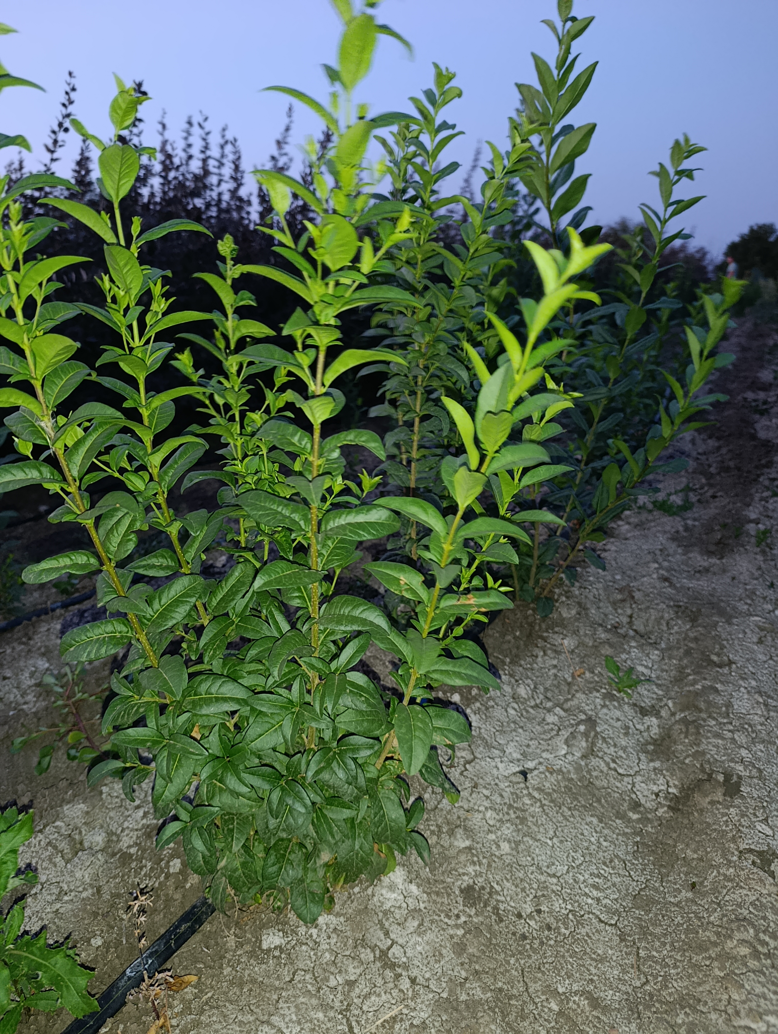 Превью изображения