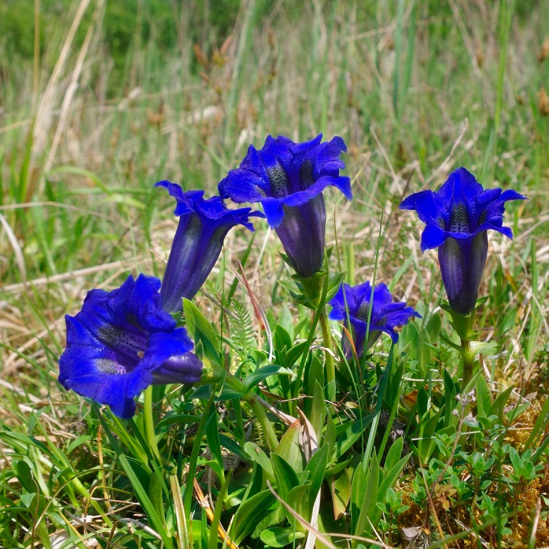 Превью изображения