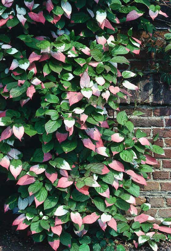 Превью изображения