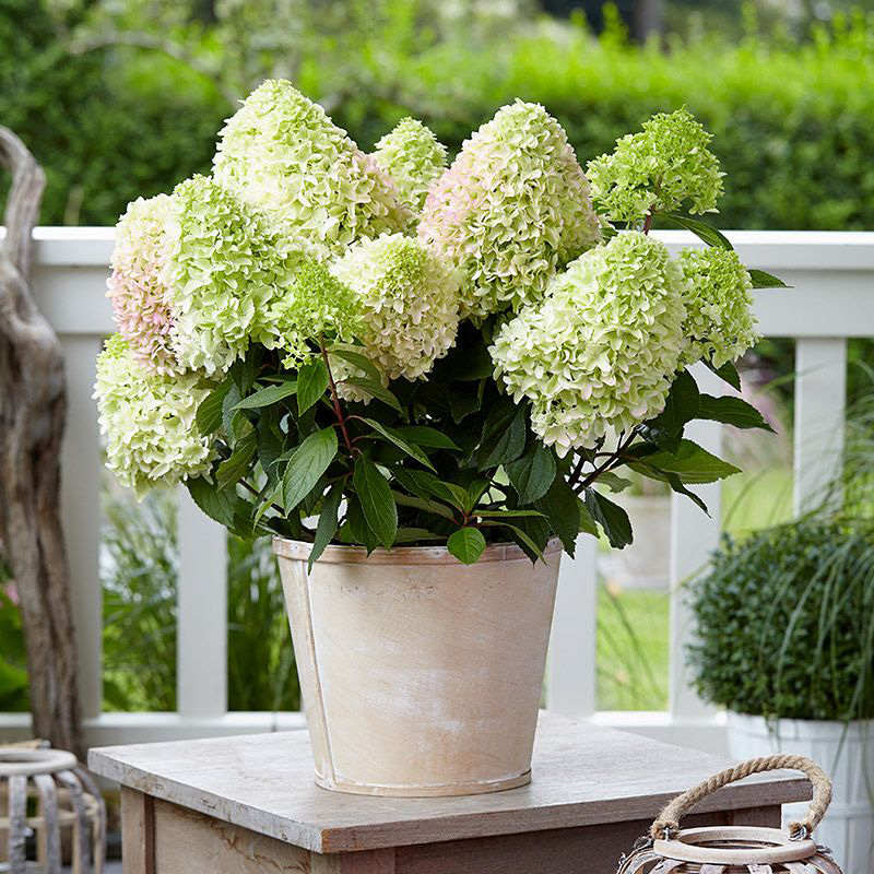 Превью изображения