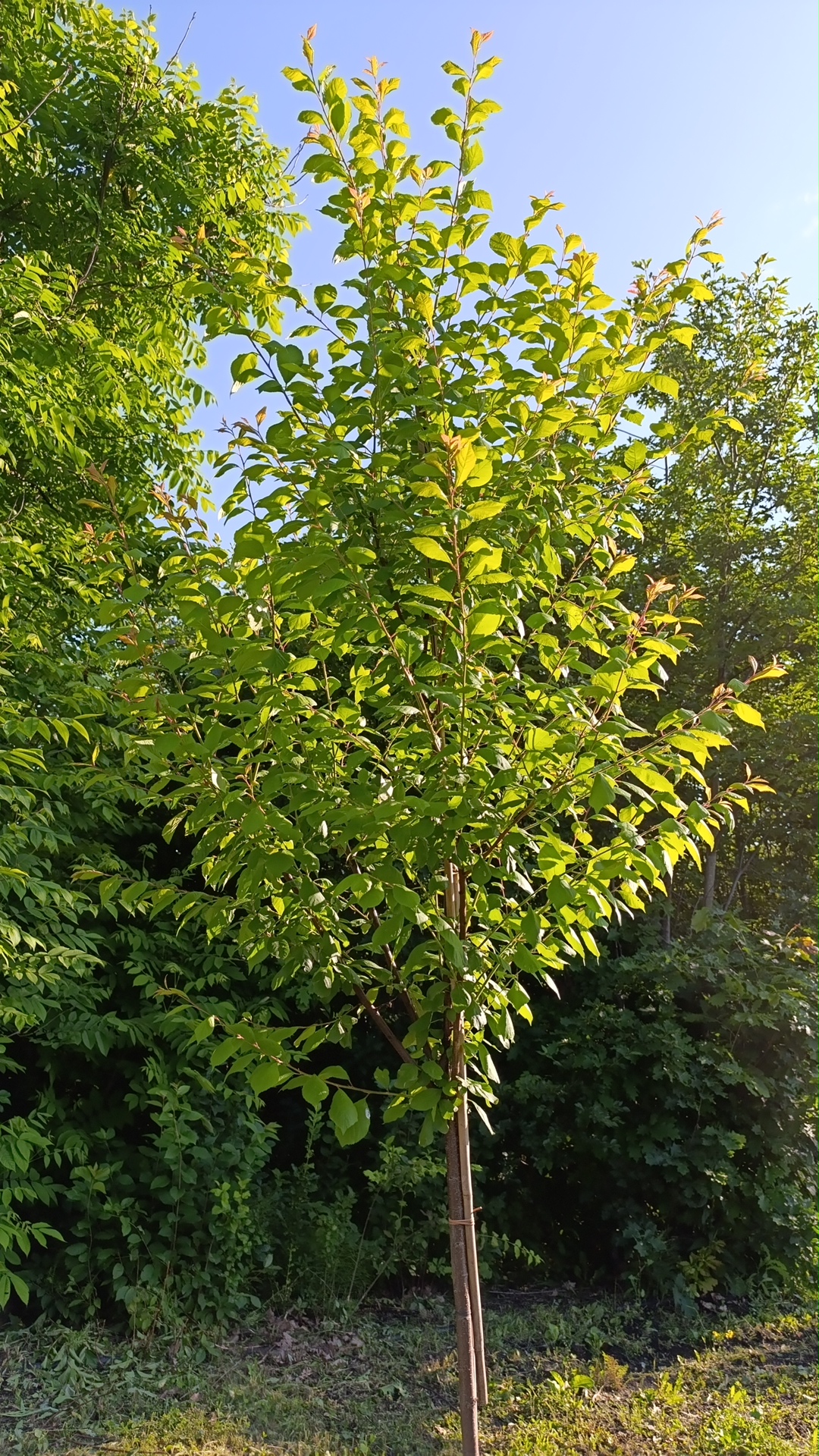 Превью изображения