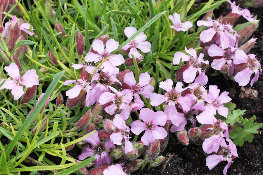 Превью изображения