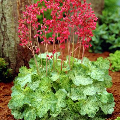 Превью изображения