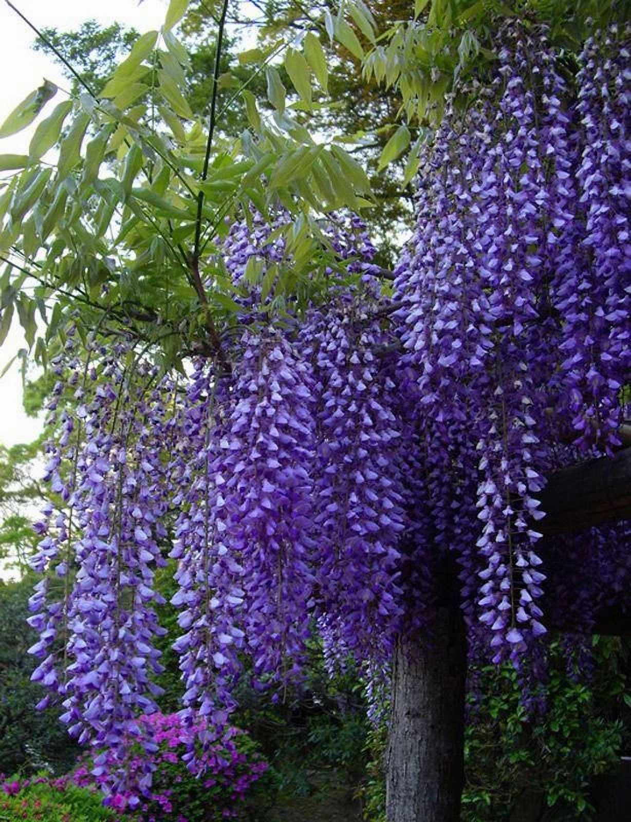 Превью изображения