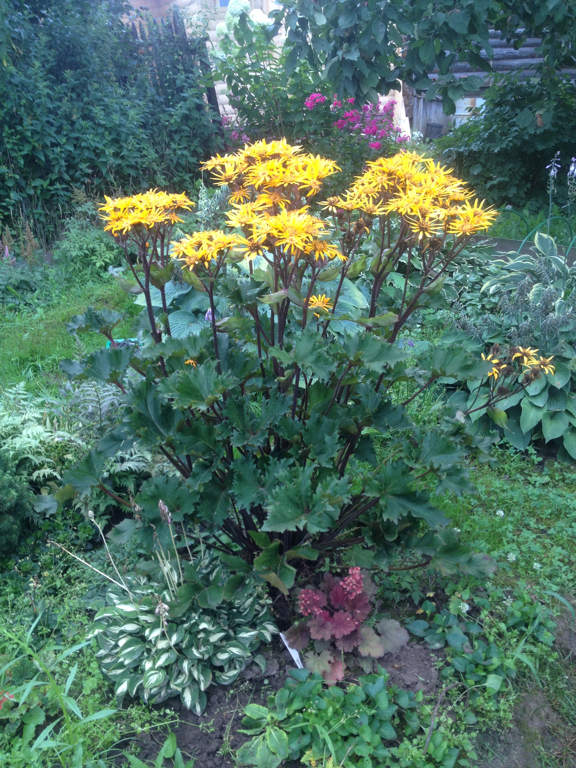 Превью изображения